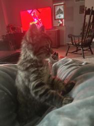 Lost Female Cat last seen Windford dr , St. Louis, MO 63129