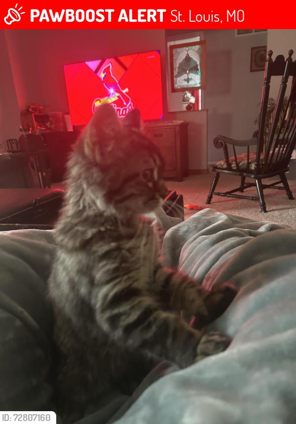 Lost Female Cat last seen Windford dr , St. Louis, MO 63129