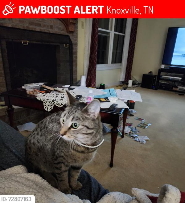 Lost Female Cat last seen Loma Drive, Knoxville, TN, Knoxville, TN 37922