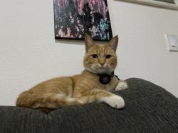 Lost Male Cat last seen Kelton Rd, San Diego, CA 92114
