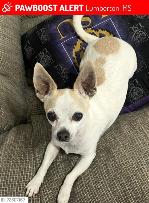 Lost Male Dog last seen hse , Lumberton, MS 39455