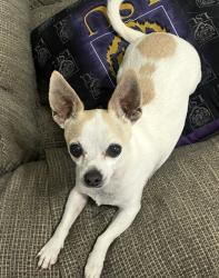 Lost Male Dog last seen hse , Lumberton, MS 39455