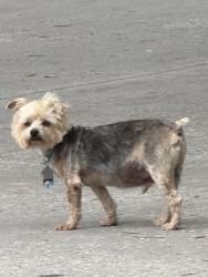 Found/Stray Unknown Dog last seen Next to batting cages, Houston, TX 77007