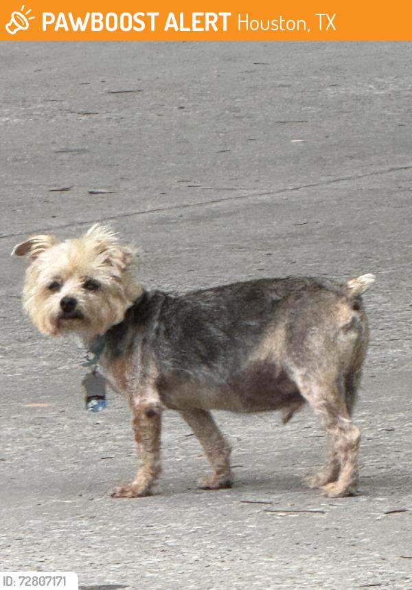 Found/Stray Unknown Dog last seen Next to batting cages, Houston, TX 77007