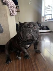 Lost Male Dog last seen Waterman , San Bernardino, CA 92404