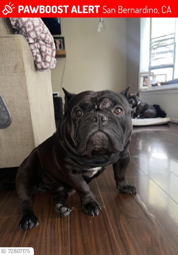 Lost Male Dog last seen Waterman , San Bernardino, CA 92404