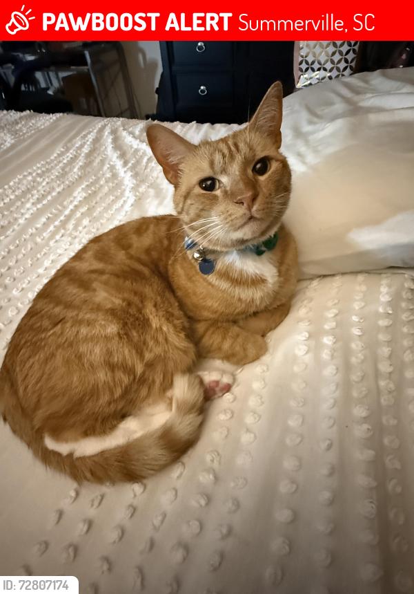 Lost Male Cat last seen Orangeburg Rd. , Summerville, SC 29483
