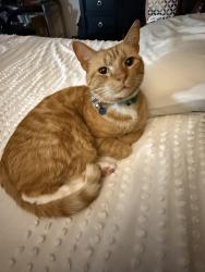 Lost Male Cat last seen Orangeburg Rd. , Summerville, SC 29483