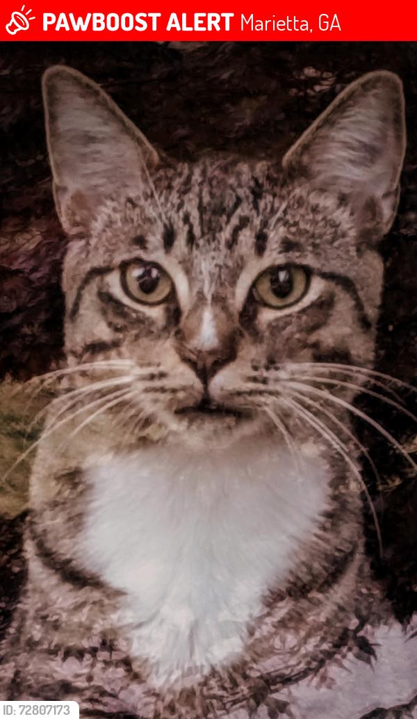 Lost Male Cat last seen Roswell Rd & E. Piedmont Rd, Marietta, GA 30068