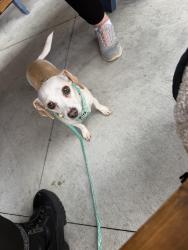 Lost Female Dog last seen West 137th street, Hawthorne, CA 90250