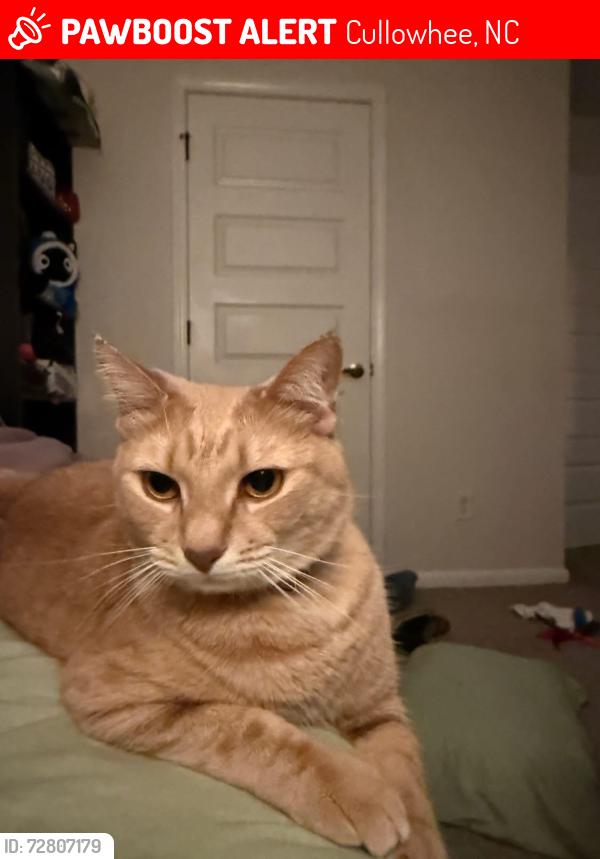 Lost Male Cat last seen Little Savannah rd, Cullowhee, NC 28723