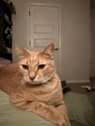 Lost Male Cat last seen Little Savannah rd, Cullowhee, NC 28723