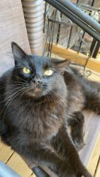 Lost Male Cat last seen Seaman High School, Topeka, KS 66617