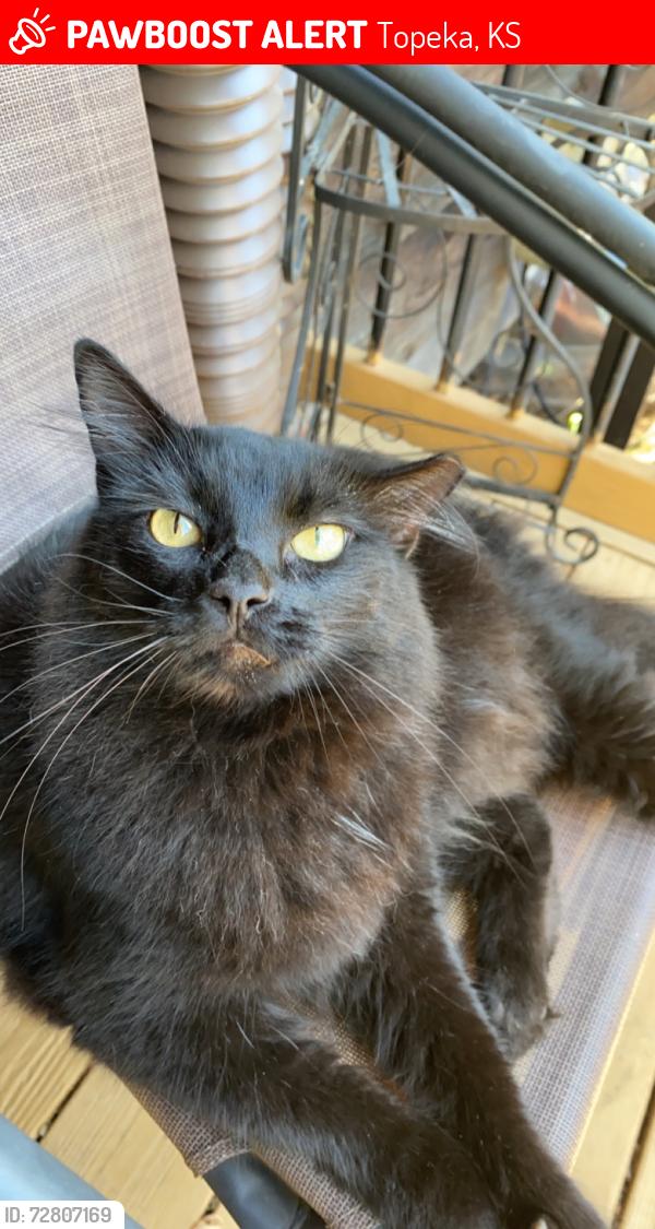 Lost Male Cat last seen Seaman High School, Topeka, KS 66617