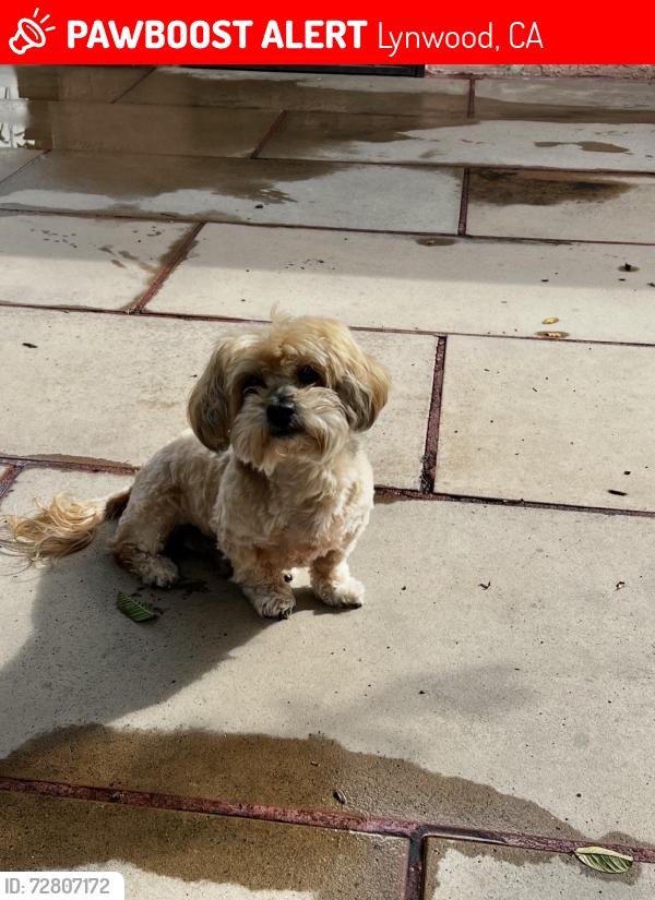 Lost Male Dog last seen Harris Ave & Elm St, Lynwood, CA 90262
