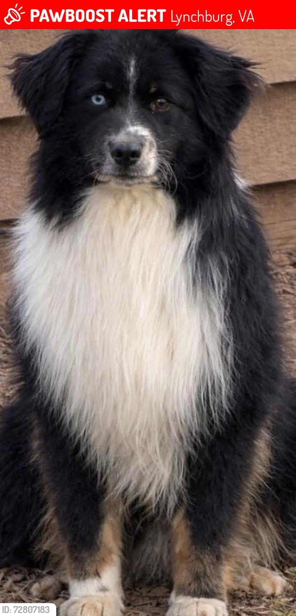 Lost Female Dog last seen Blackwater creek dogpark, Lynchburg, VA 24501