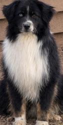 Lost Female Dog last seen Blackwater creek dogpark, Lynchburg, VA 24501