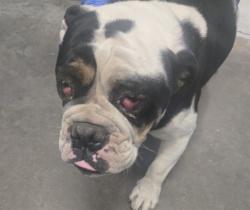 Shelter Stray Male Dog last seen CHANEY ST BAKERSFIELD, Bakersfield, CA 93307