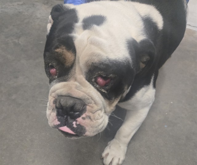 Shelter Stray Male Dog last seen CHANEY ST BAKERSFIELD, Bakersfield, CA 93307