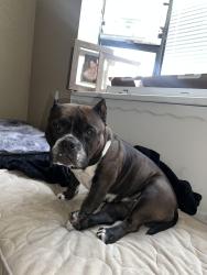 Lost Male Dog last seen Waterman , San Bernardino, CA 92415