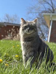 Lost Male Cat last seen Lansdowne , Lexington, KY 40517