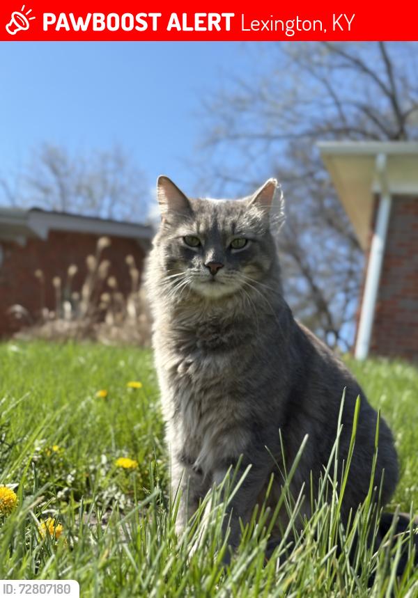 Lost Male Cat last seen Lansdowne , Lexington, KY 40517