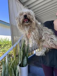 Found/Stray Male Dog last seen La Habra and Harbor blvd, La Habra, CA 90631