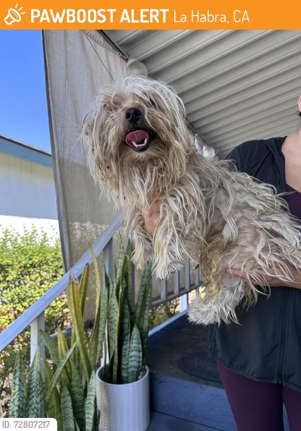Found/Stray Male Dog last seen La Habra and Harbor blvd, La Habra, CA 90631