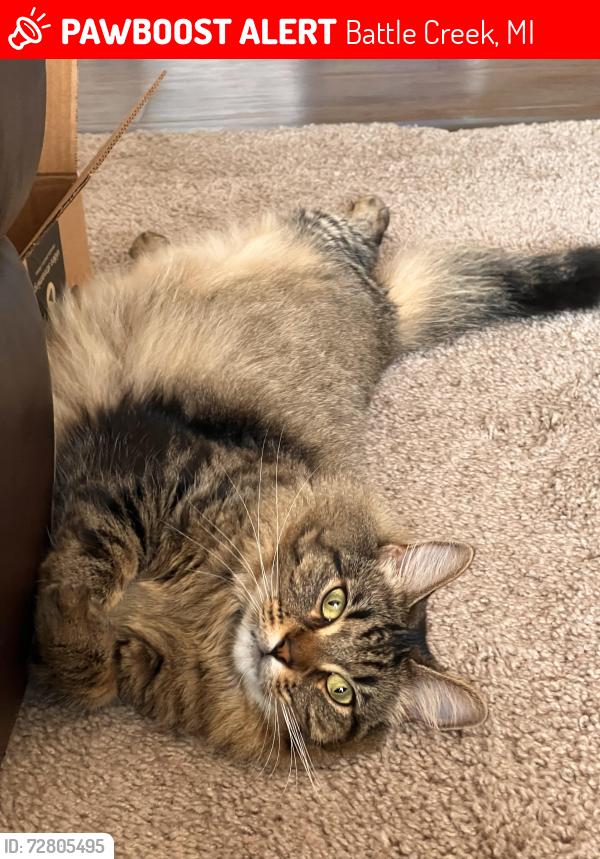 Lost Female Cat last seen Near 11 Mile Rd, Battle Creek, MI 49014, Battle Creek, MI 49014