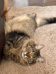 Lost Female Cat last seen Near 11 Mile Rd, Battle Creek, MI 49014, Battle Creek, MI 49014