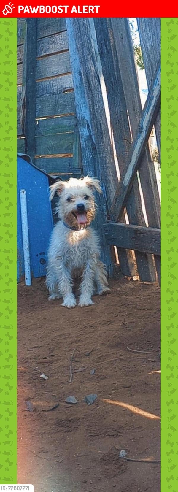 Lost Male Dog last seen Brando , Frederico Westphalen, RS 98400-000