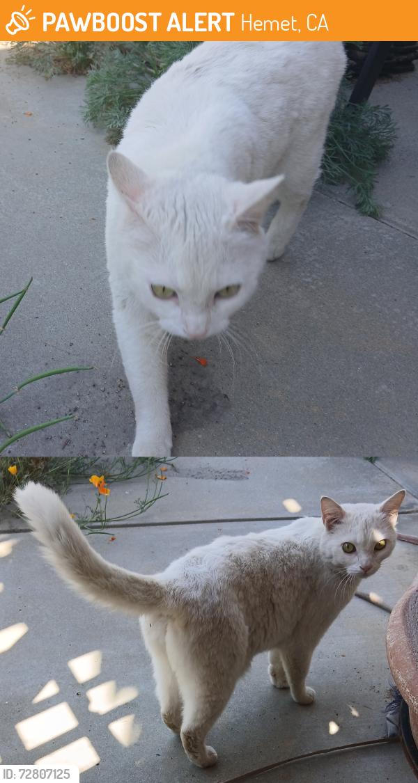Found/Stray Female Cat last seen Cavendish Drive, Hemet, CA 92545, Hemet, CA 92545