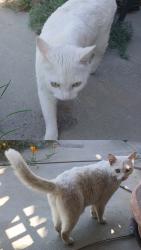 Found/Stray Female Cat last seen Cavendish Drive, Hemet, CA 92545, Hemet, CA 92545