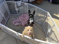 Found/Stray Female Dog last seen merced and azusa west covina , Merced, CA 95341