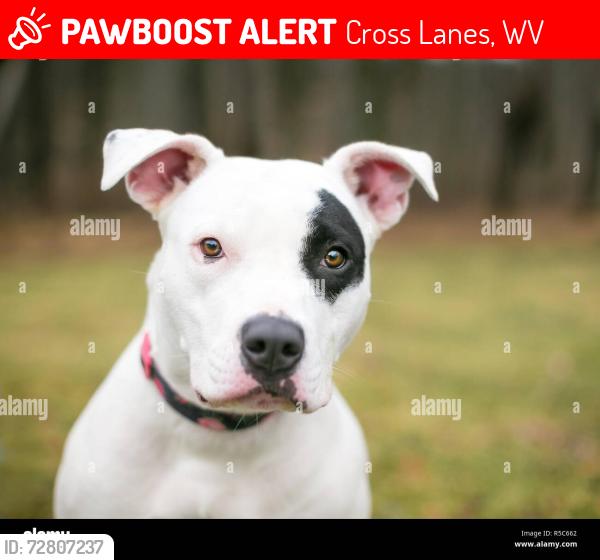 Lost Female Dog last seen Rocky fork toad, Cross Lanes, WV 25313