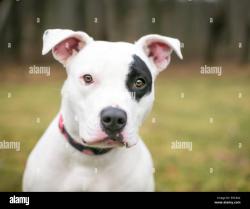 Lost Female Dog last seen Rocky fork toad, Cross Lanes, WV 25313