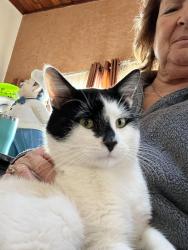 Lost Male Cat last seen Centerville Road, Vadnais Heights, MN 55127