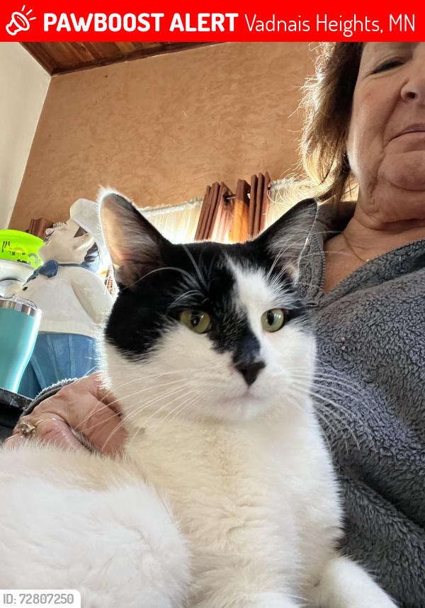 Lost Male Cat last seen Centerville Road, Vadnais Heights, MN 55127