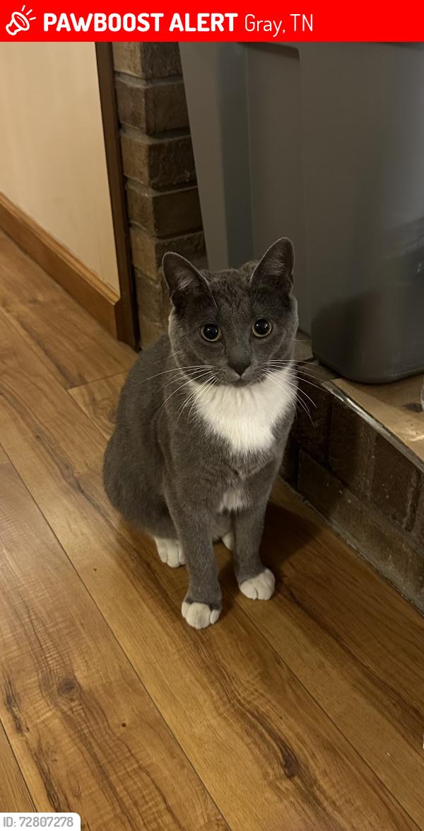 Lost Male Cat last seen Near Bart green drive , Gray, TN 37615