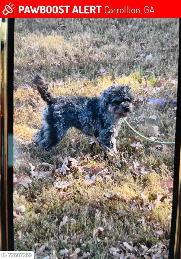 Lost Male Dog last seen Old Carrollton road and 206 shiraz CT Carrollton ga 30116, Carrollton, GA 30116