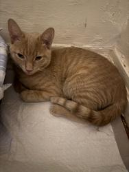 Found/Stray Female Cat last seen Unknown, Brooklyn, NY 11232