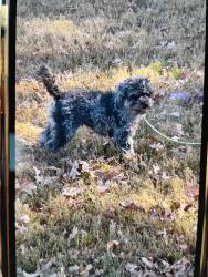 Lost Male Dog last seen Old Carrollton road and 206 shiraz CT Carrollton ga 30116, Carrollton, GA 30116