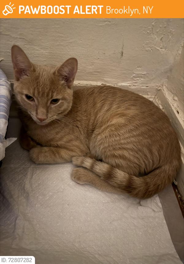 Found/Stray Female Cat last seen Unknown, Brooklyn, NY 11232