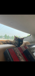 Lost Female Cat last seen Breezy Point Road West, Clay County, FL 32666