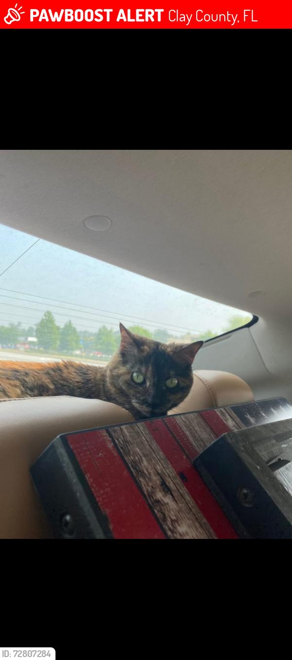 Lost Female Cat last seen Breezy Point Road West, Clay County, FL 32666