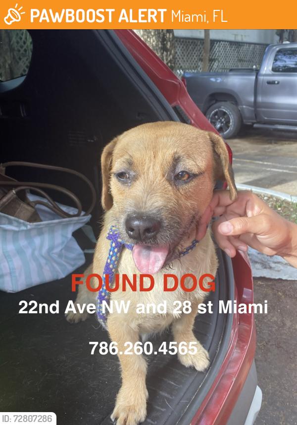 Found/Stray Female Dog last seen Near ave , Miami, FL 33142