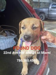 Found/Stray Female Dog last seen Near ave , Miami, FL 33142