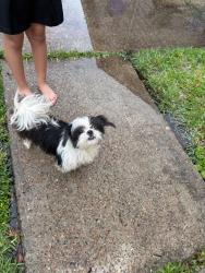 Lost Male Dog last seen Wallisville , Houston, TX 77015