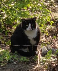 Found/Stray Unknown Cat last seen Arcadia St and Calumet St, Columbus, OH 43202
