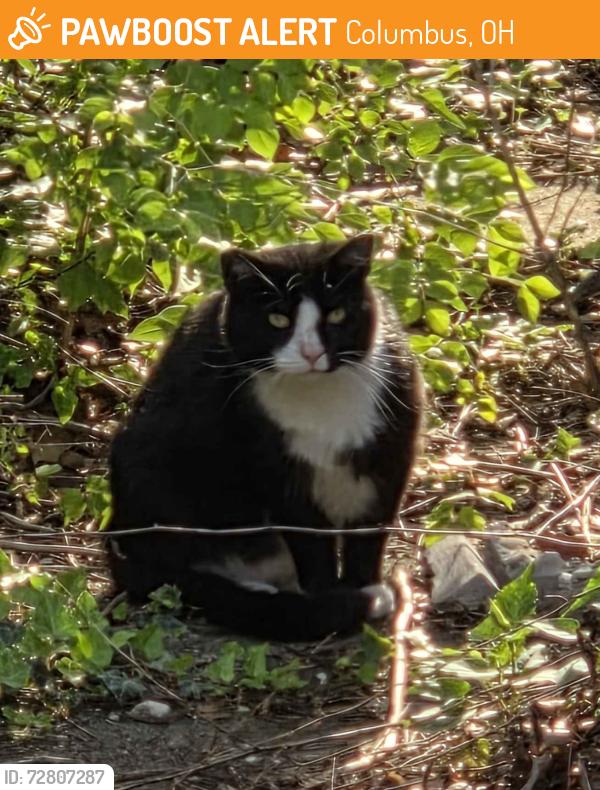Found/Stray Unknown Cat last seen Arcadia St and Calumet St, Columbus, OH 43202